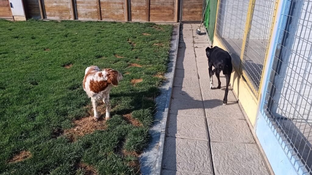 Hotel Canino Tilenus – residencia canina en León