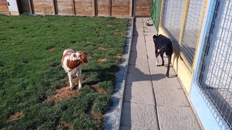 Hotel Canino Tilenus – residencia canina en León