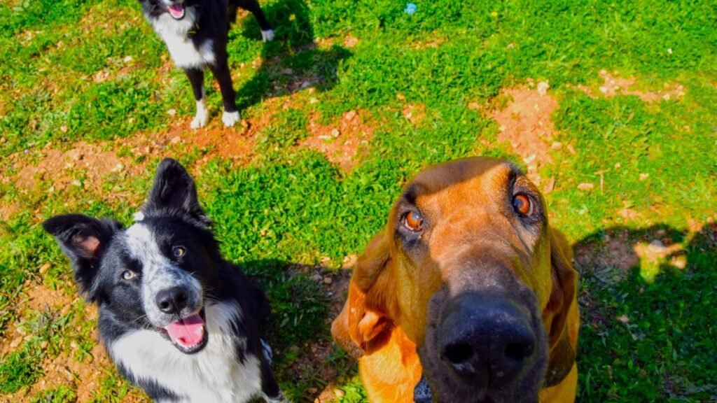 Tina Dog Paradise – residencia canina en Baleares