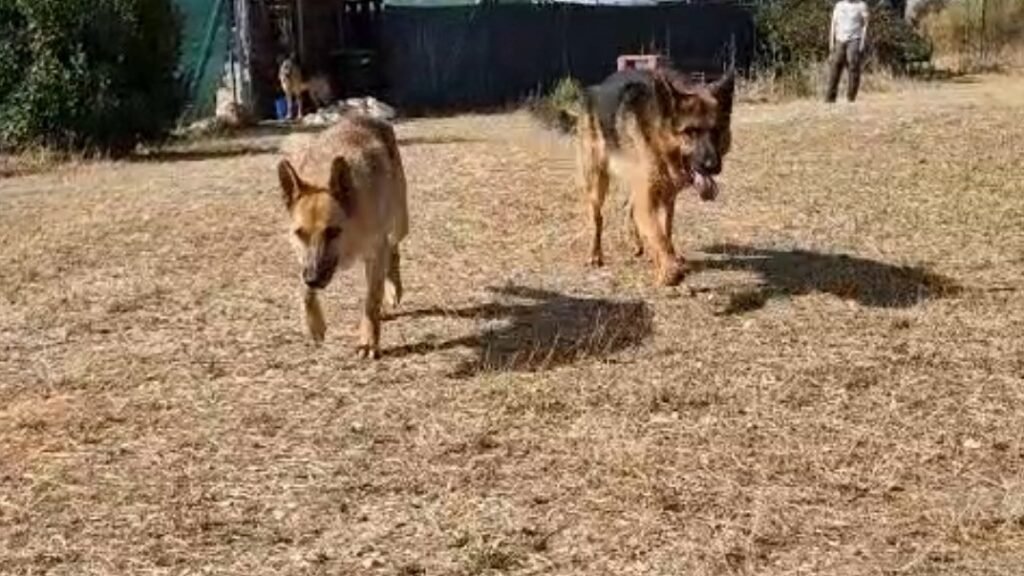 Residencia Canina TOP CAN – residencia canina en Guadalajara