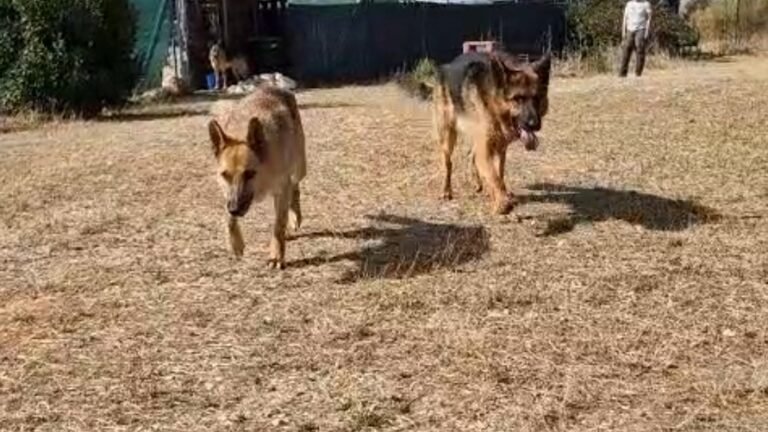 Residencia Canina TOP CAN – residencia canina en Guadalajara