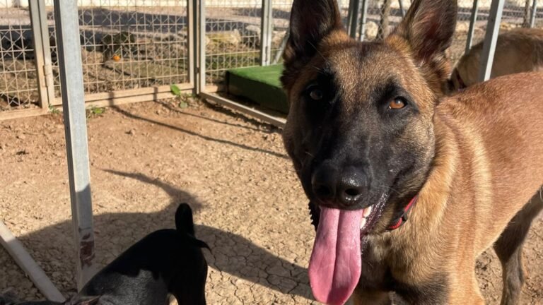Top Dog Hotel – residencia canina en Murcia
