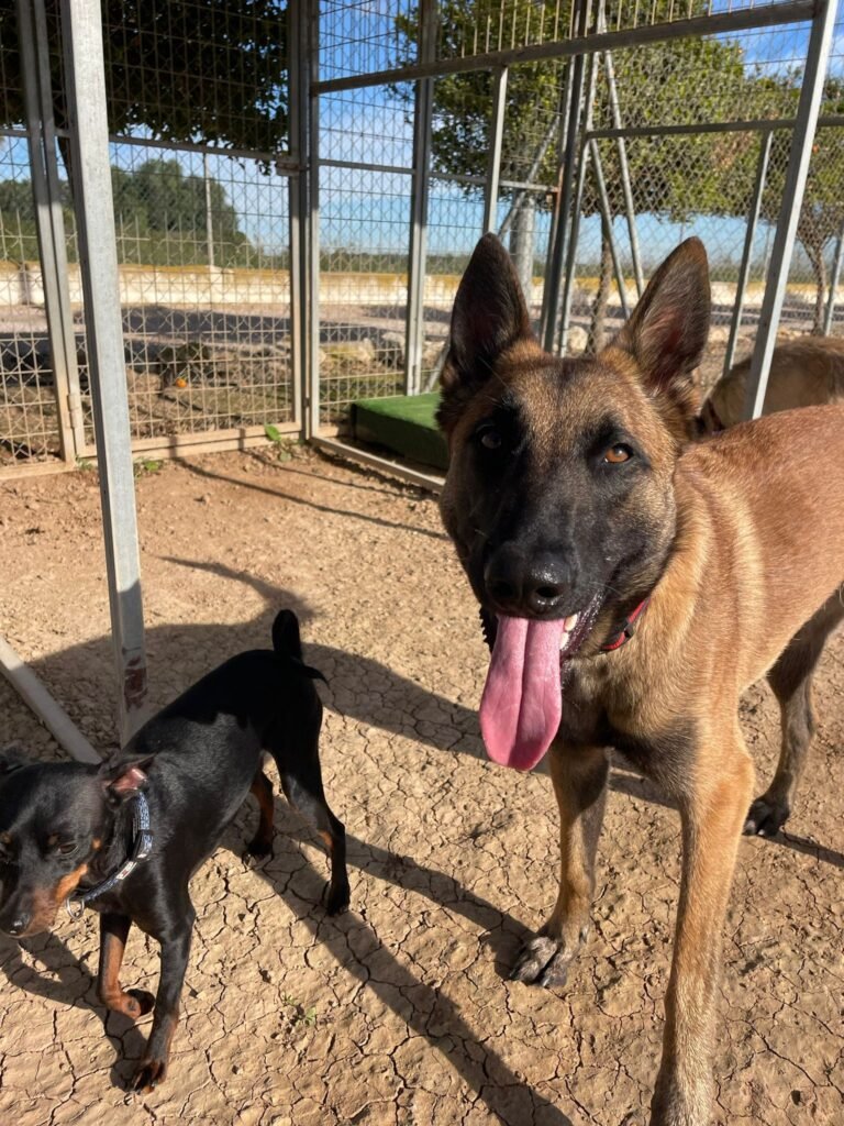 top dog hotel
