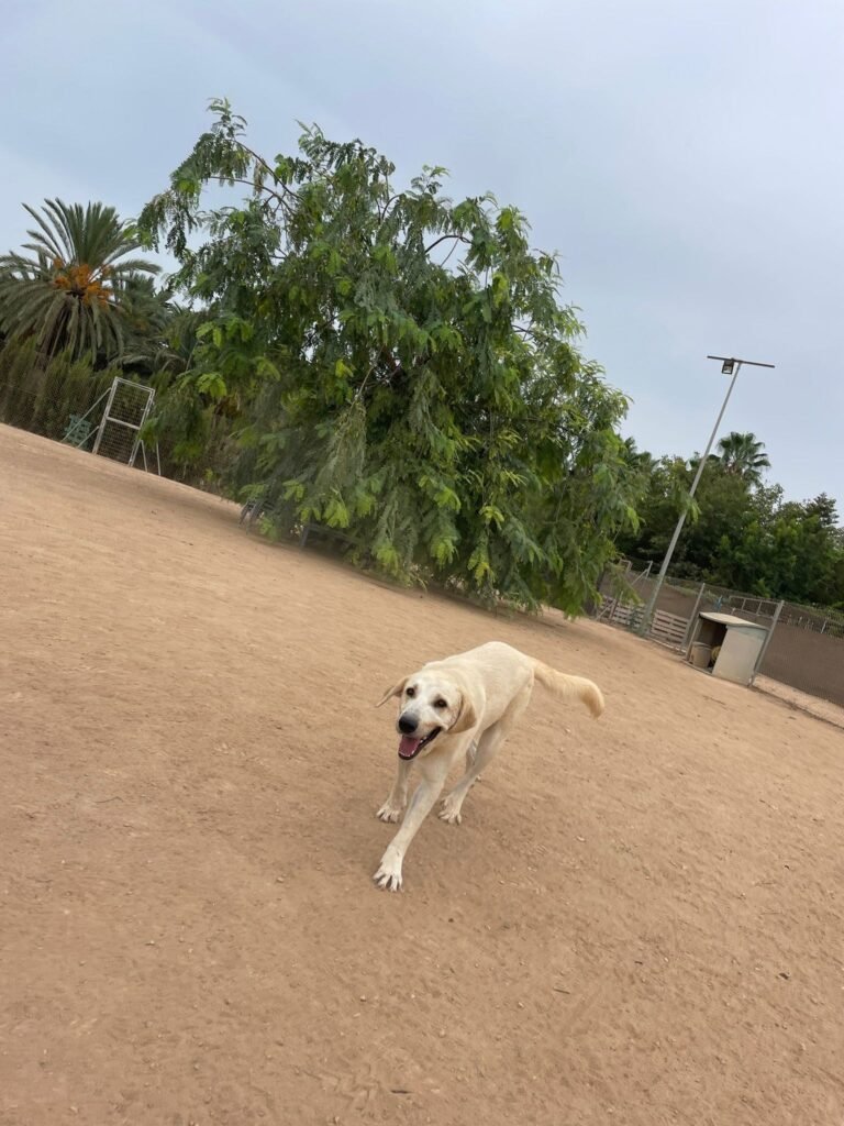 top dog hotel