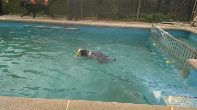 Residencia Canina Toracan – residencia canina en Toledo