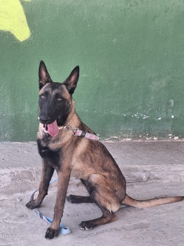 toracan