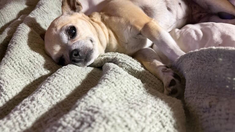 Hotel Canino Trufa & Co – residencia canina en Madrid