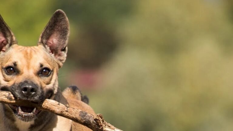 Guardería Tu Centro Canino – residencia canina en Santa Cruz de Tenerife