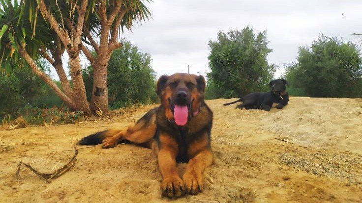 Guardería Canina Tumburú – residencia canina en Tarragona