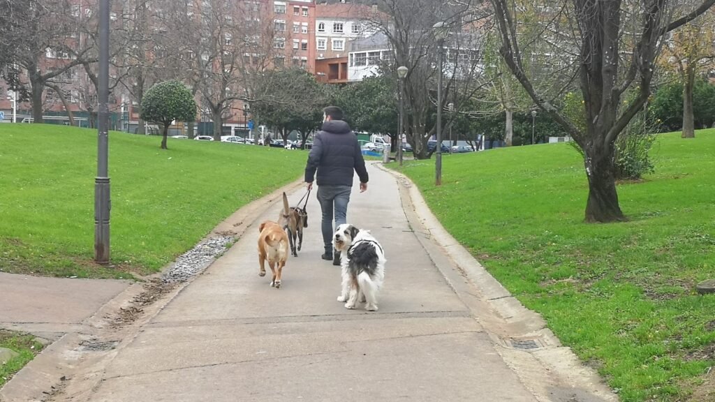 Guardería Canina Txakurlove – residencia canina en Vizcaya