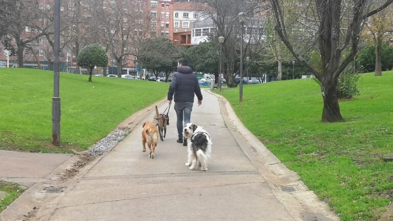 Guardería Canina Txakurlove – residencia canina en Vizcaya