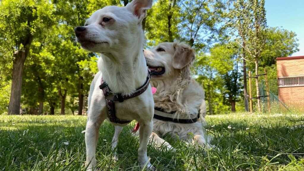 Guardería Canina Txakurra – residencia canina en Madrid