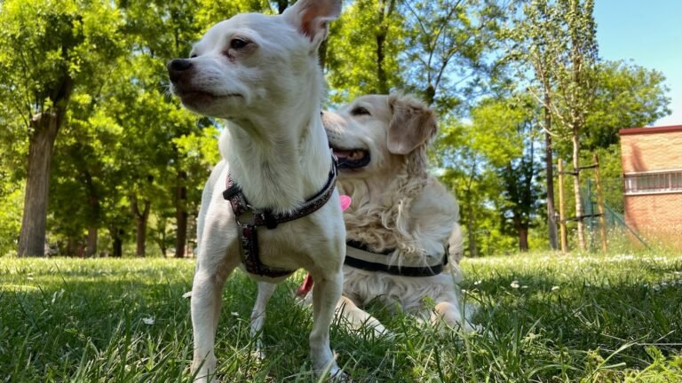 Guardería Canina Txakurra – residencia canina en Madrid