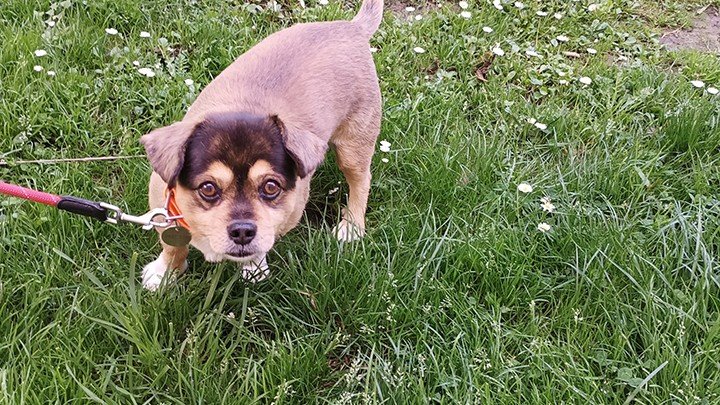 Hotel Canino Txinbito – residencia canina en Vizcaya