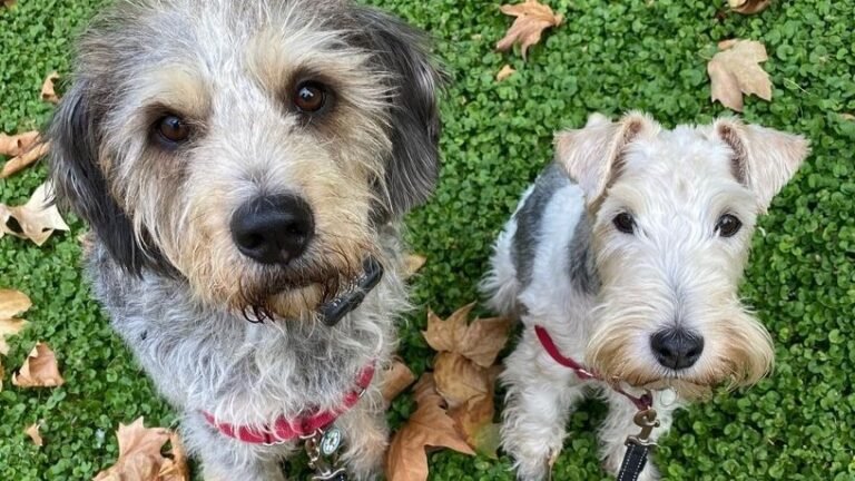 Cuidador de Mascotas Un Espai per a Ells – residencia canina en Tarragona