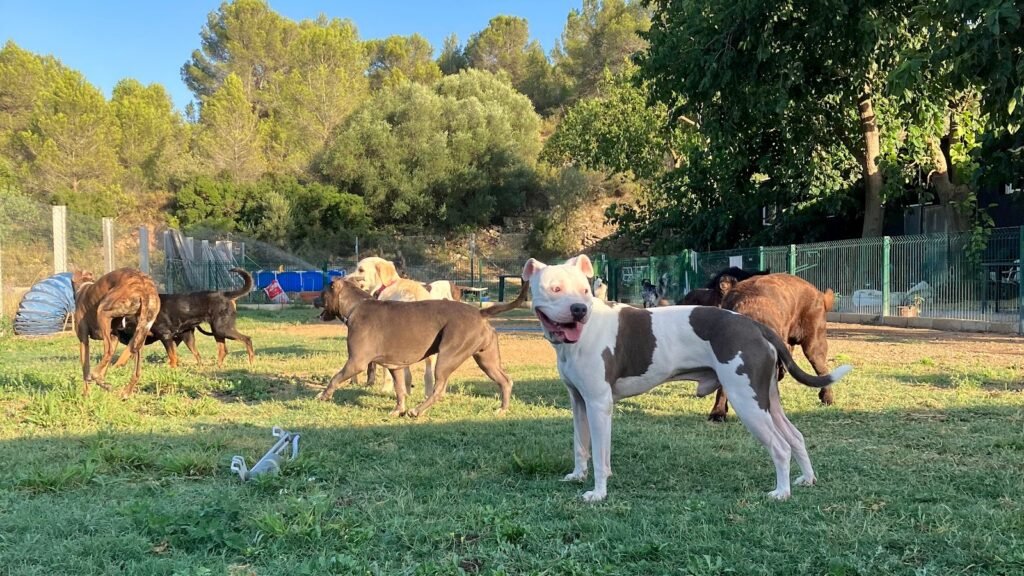 Residencia Canina Unidos – residencia canina en Valencia
