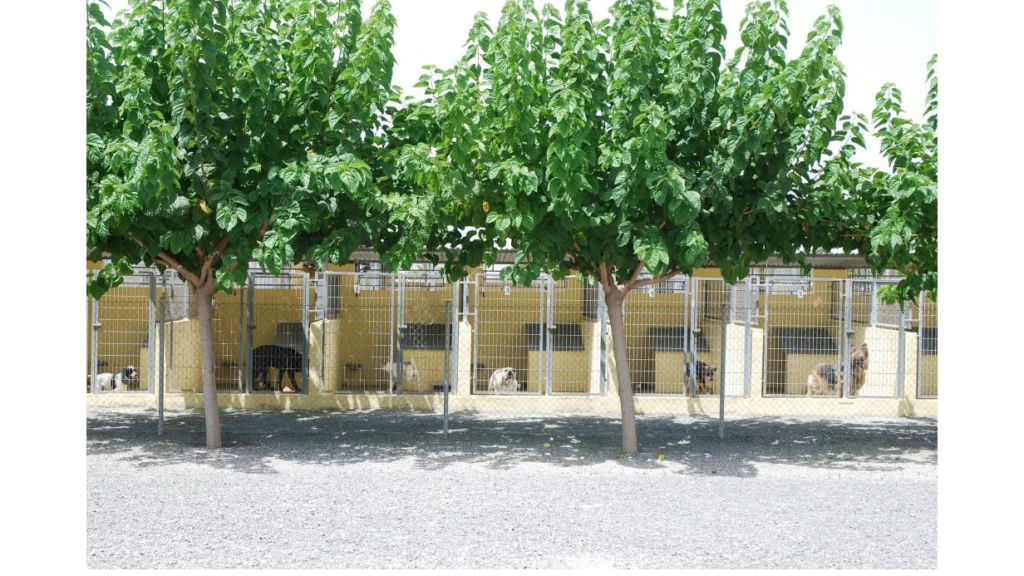 Hotel Canino Mascota Center – residencia canina en Alicante