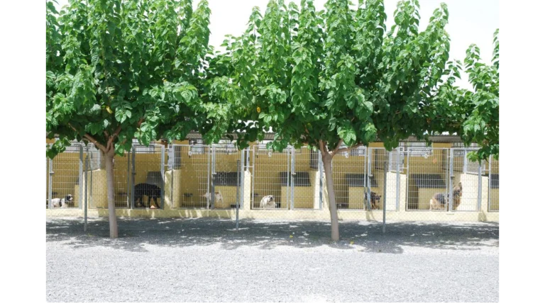 mascota center