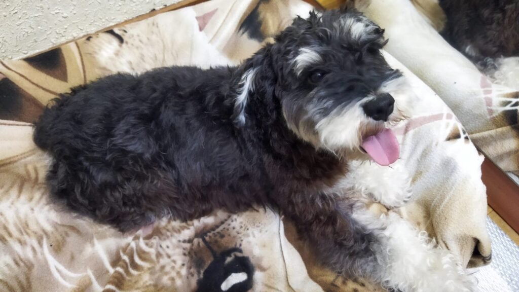 Residencia Canina Uno Más de la Familia – residencia canina en Vizcaya