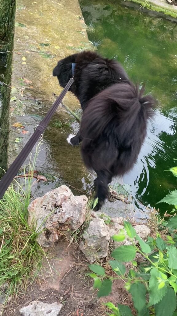 updog chamberí