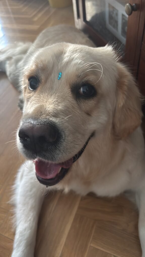 updog guindalera