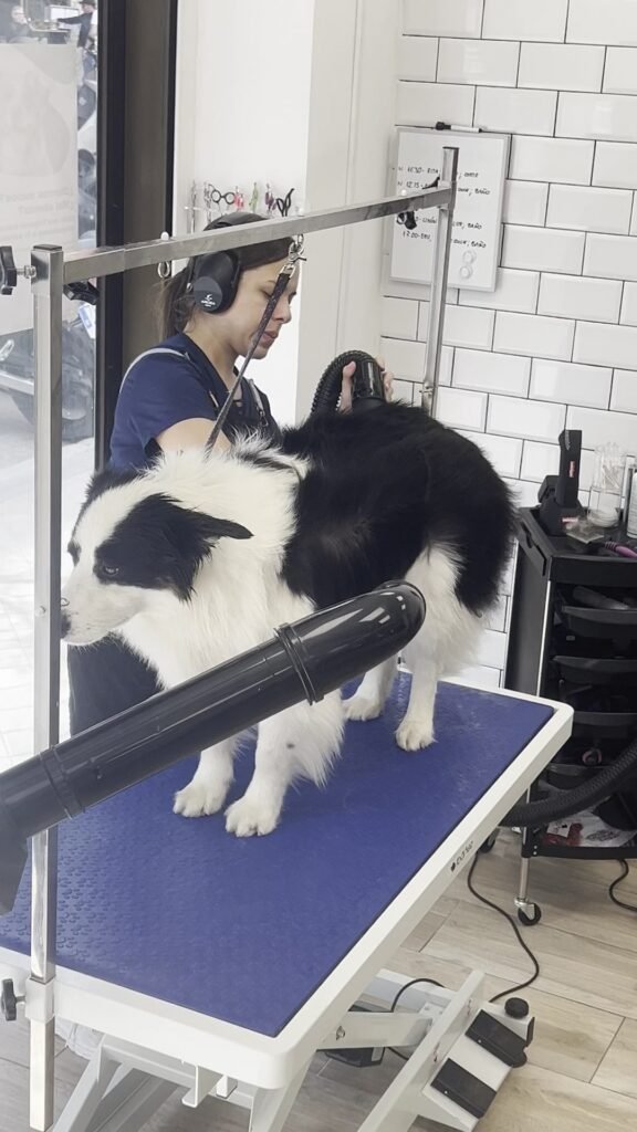 updog guindalera
