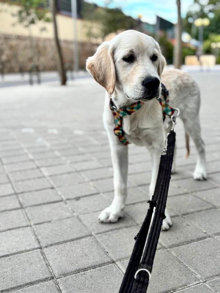 updog pacífico