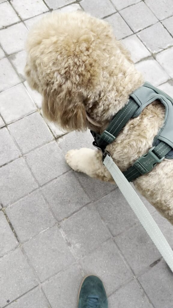 updog pacífico