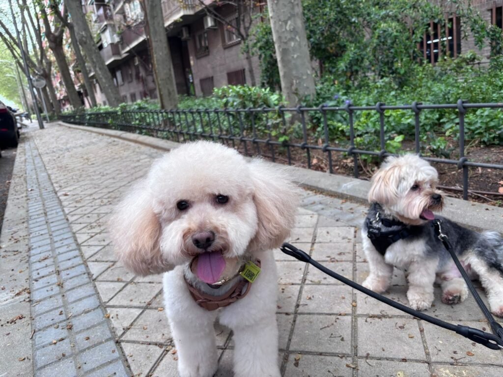 updog pacífico