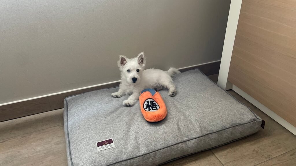 Residencia Canina Valmajano – residencia canina en Segovia
