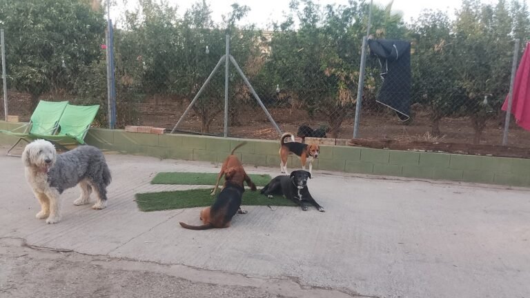 Residencia Canina VidaDeCan – residencia canina en Málaga