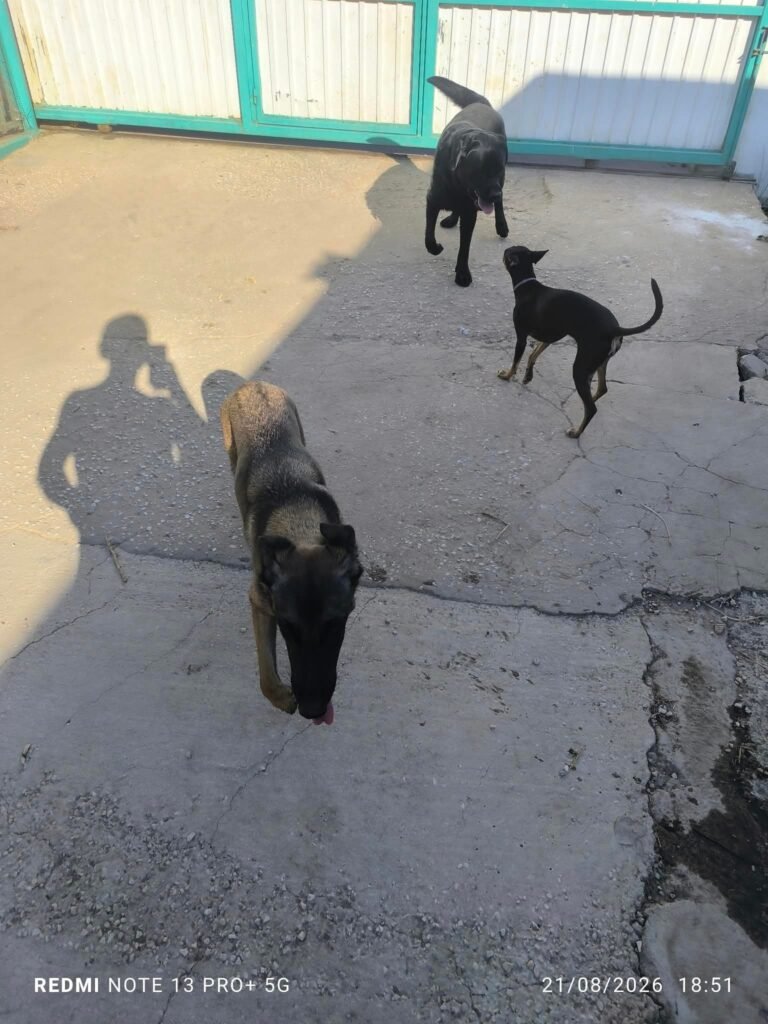 vidadecan