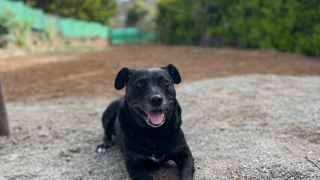 Residencia Canina Villa Billy – residencia canina en Las Palmas