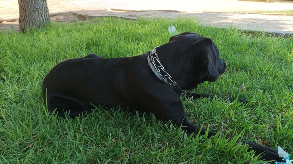 Residencia Canina Villa Vereda – residencia canina en Sevilla