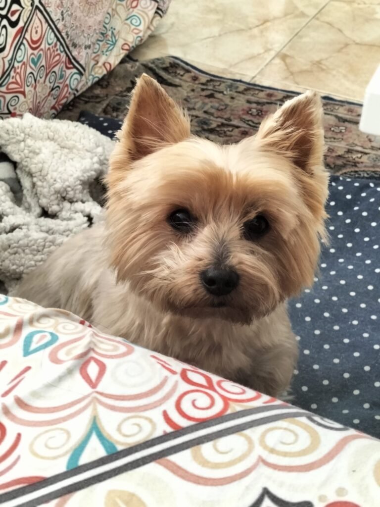 vivepets