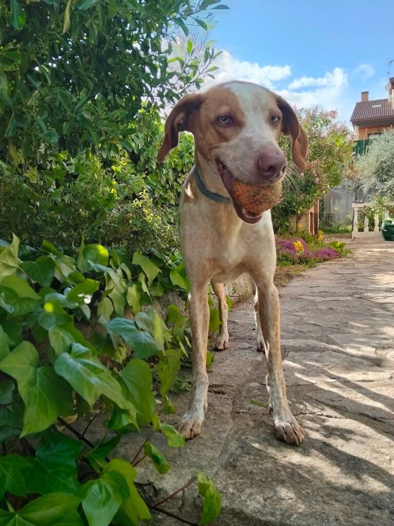 vivepets