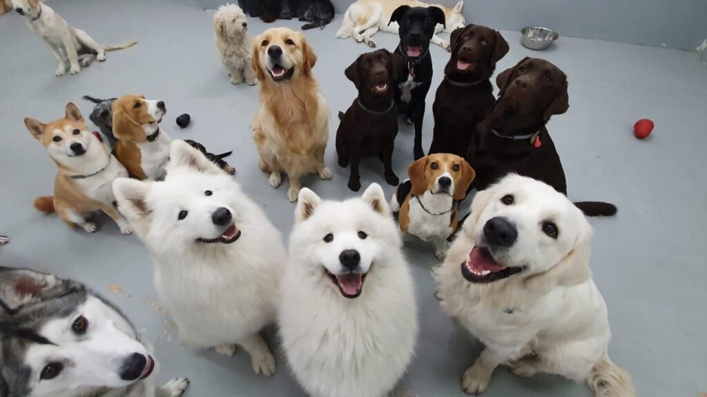 Guardería Canina WagWag Chamartín – residencia canina en Madrid