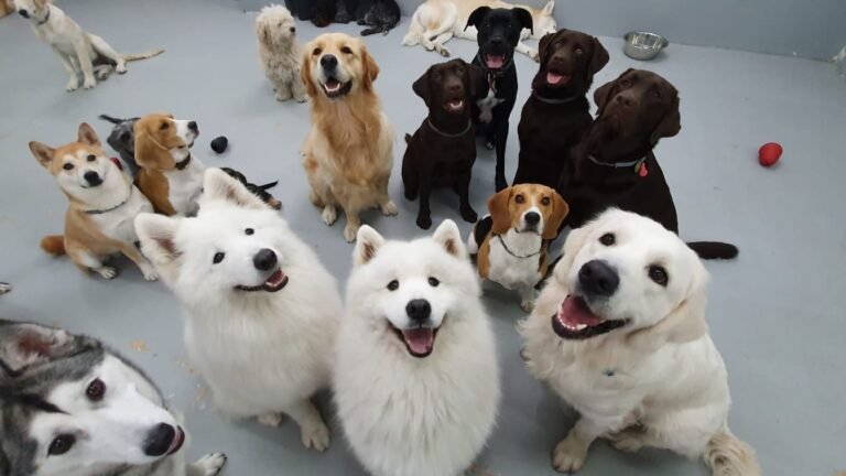 Guardería Canina WagWag Chamartín – residencia canina en Madrid