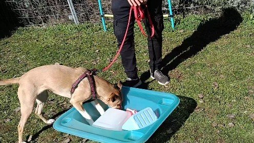 Guardería Canina Yulican – residencia canina en Madrid