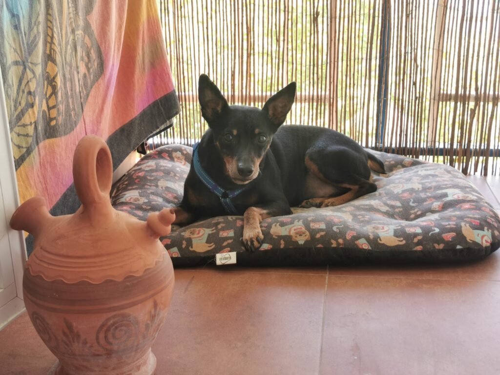 yulican