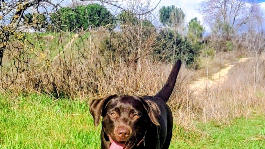 Guardería Canina Zona Canem – residencia canina en Madrid