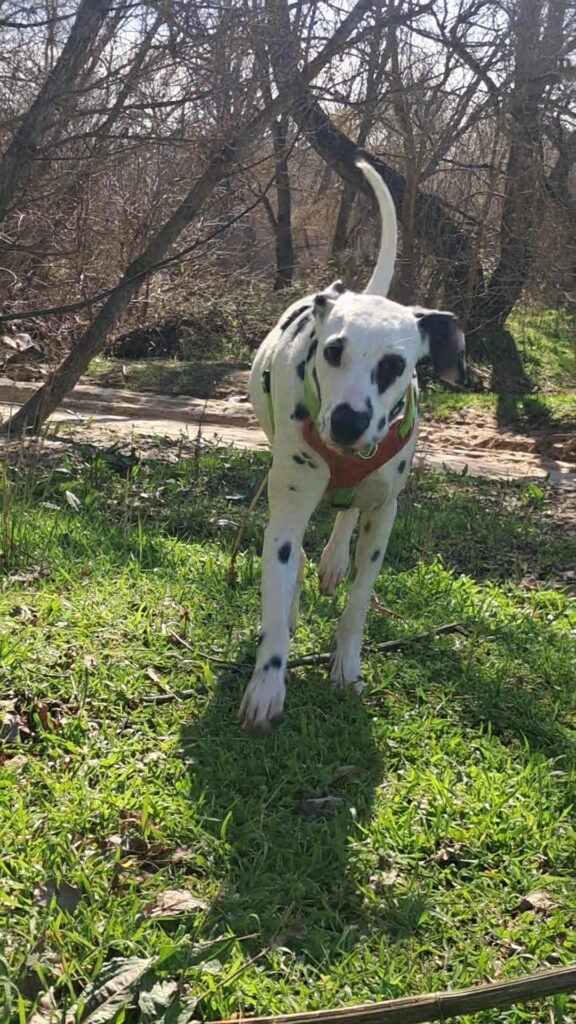 zona canem
