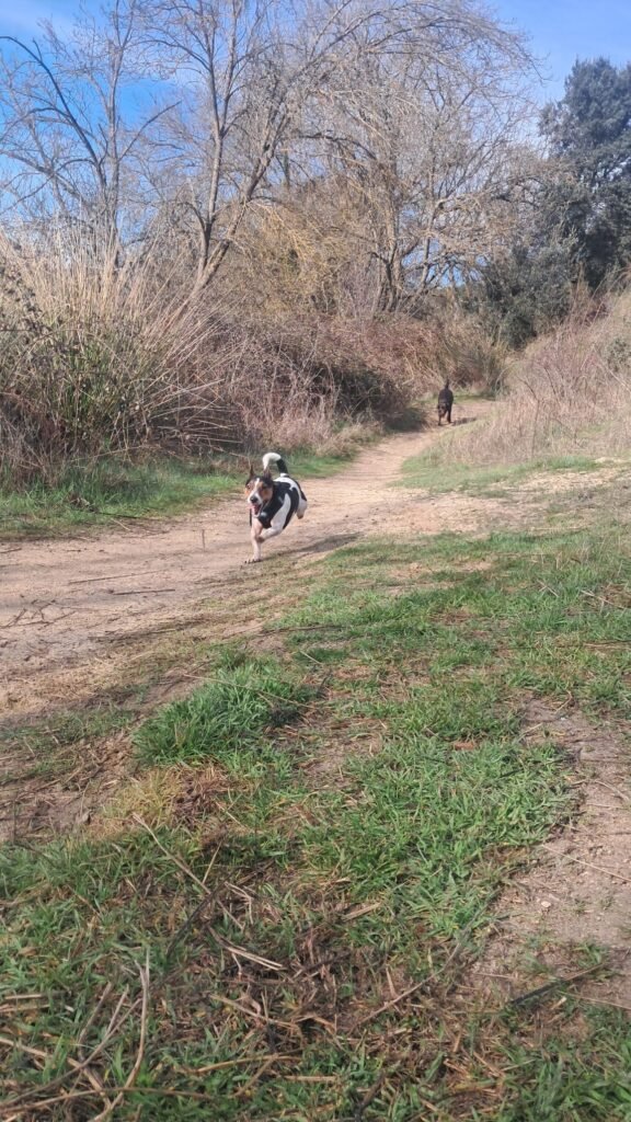 zona canem