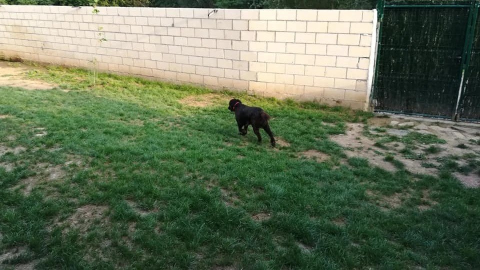 Hotel Canino Zubiondo – residencia canina en Vizcaya