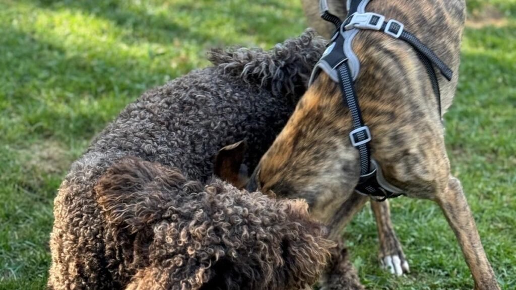 Guardería y Residencia Canina Zutabiok – residencia canina en Gipuzkoa