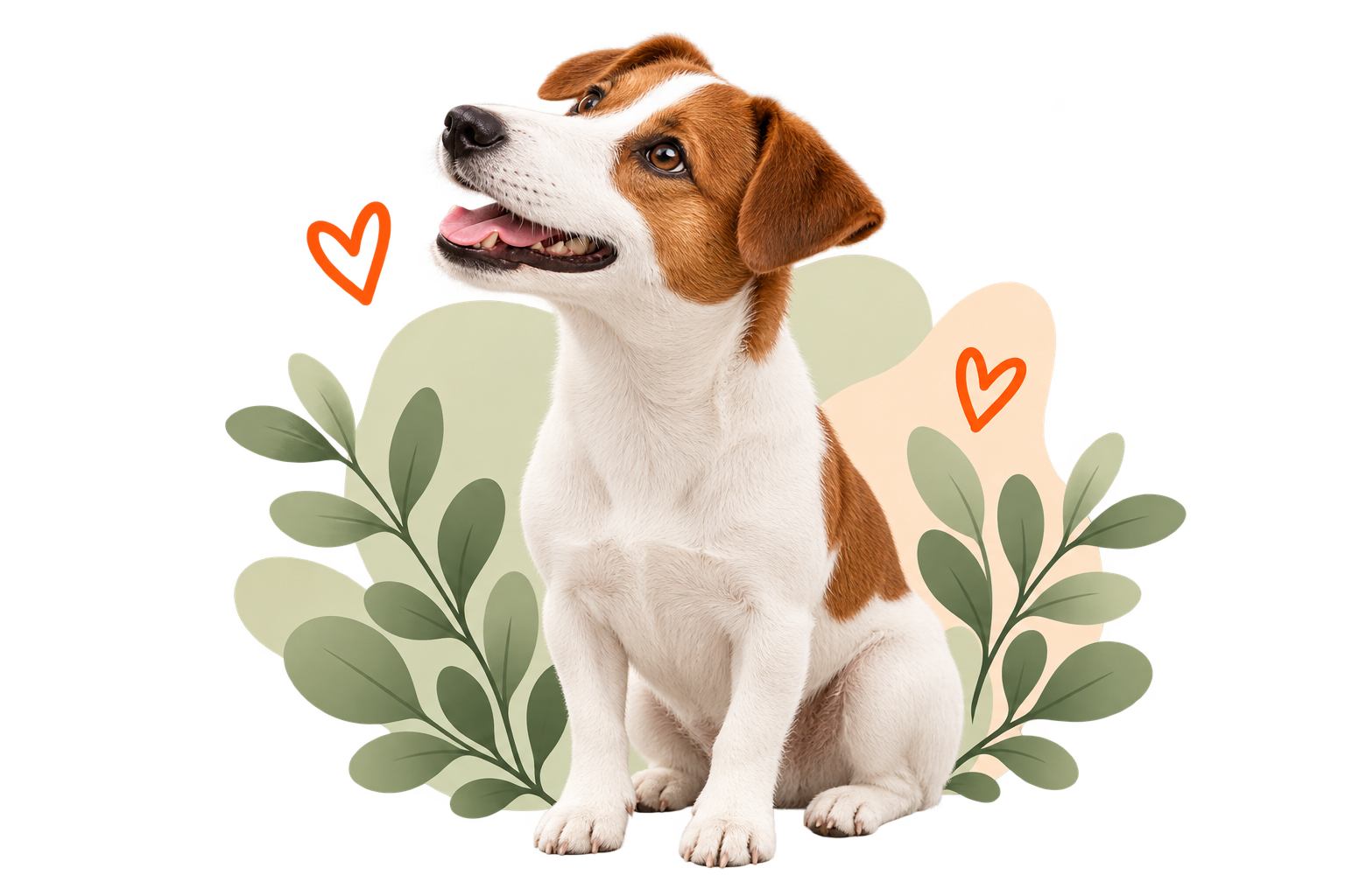 02 jack russell cuadro verde