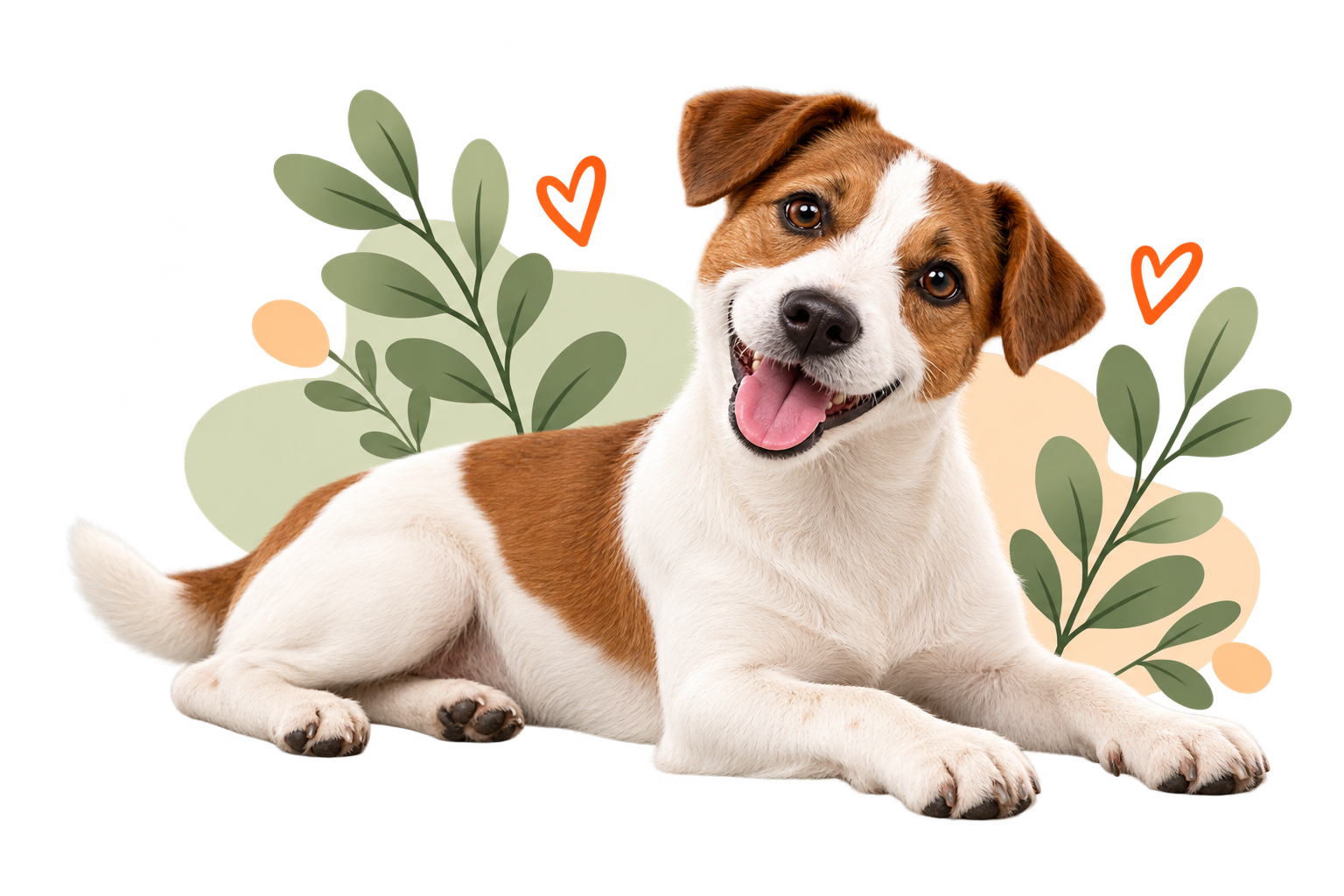 03 jack russell bloque inferior