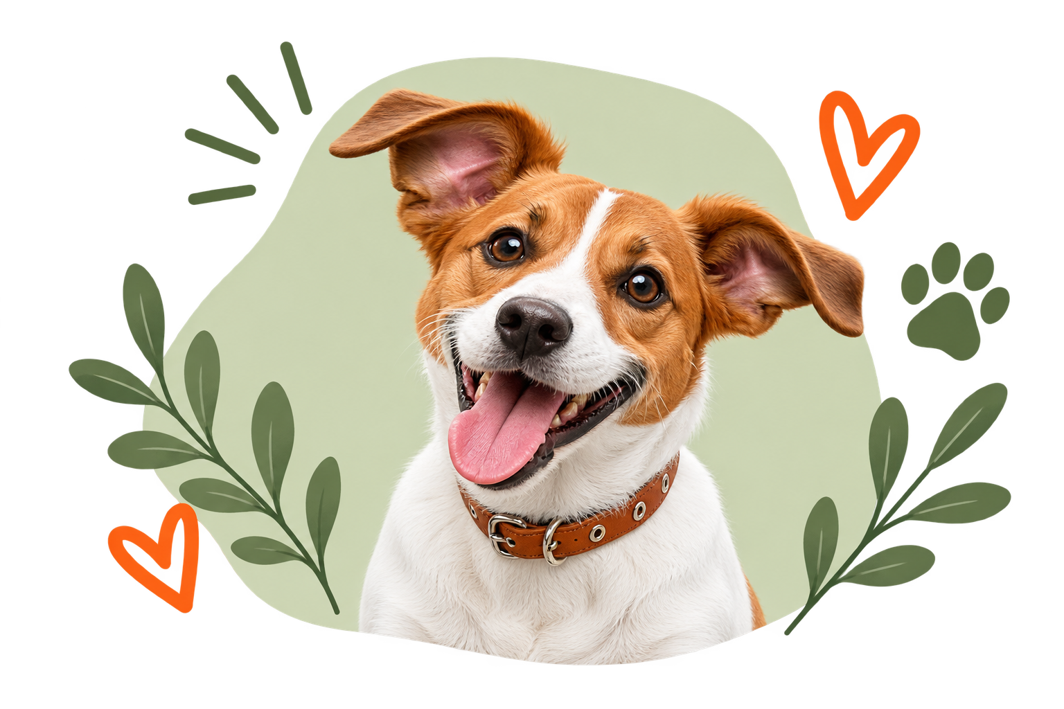 08 jack russell decorado
