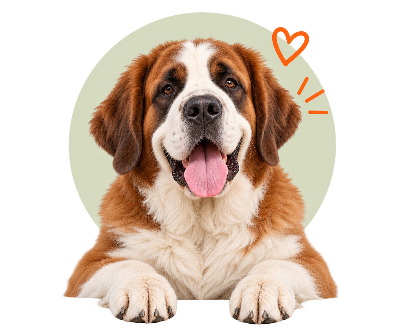 Hero Perro 7