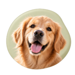 Perro 1 Icono